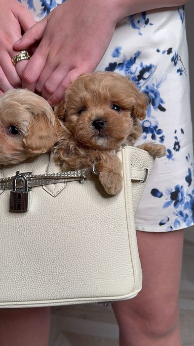 Мальтипу мальчик мини ф1, міні мальтіпу хлопчик, mini maltipoo f1