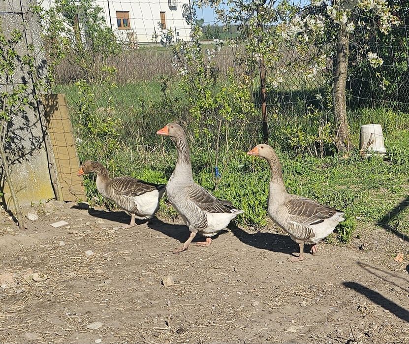 Sprzedam gęsior landes