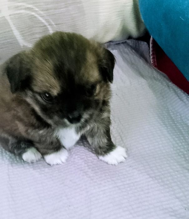 продам чихуа кобби