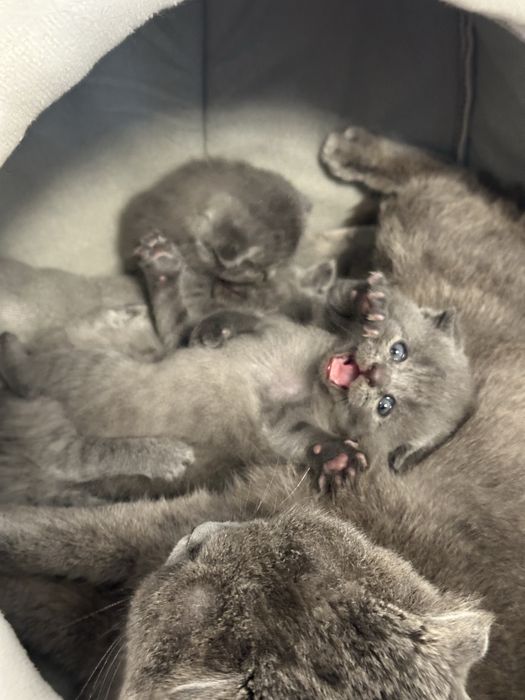 Шотландські кошенята