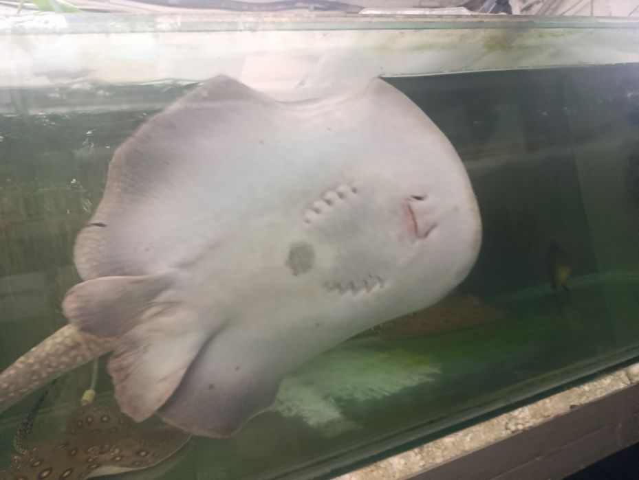 Самка ската гібрид(моторо+леопольді)