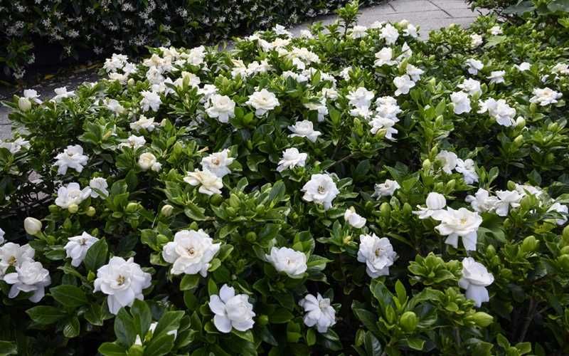 Gardenia "Crown Jewel, mrozoodporna do uprawy gruntowej! Piękny zapach