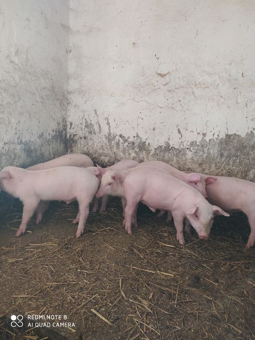 Свині поросята ландрас петрен,біла велика