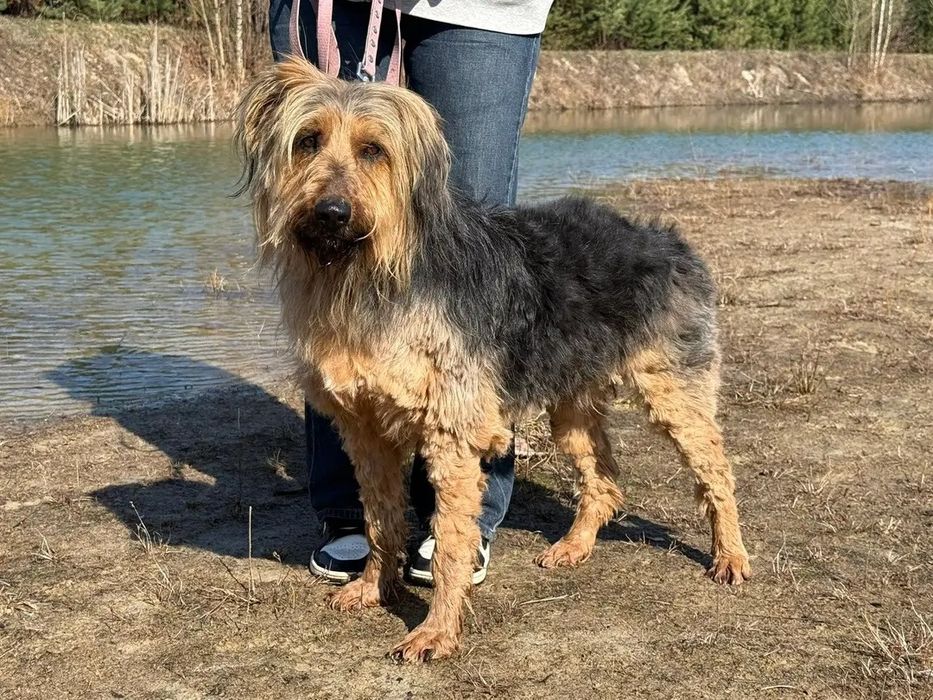 Podaruj dom super psu