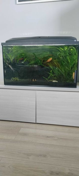 Akwarium 126 l z pokrywą
