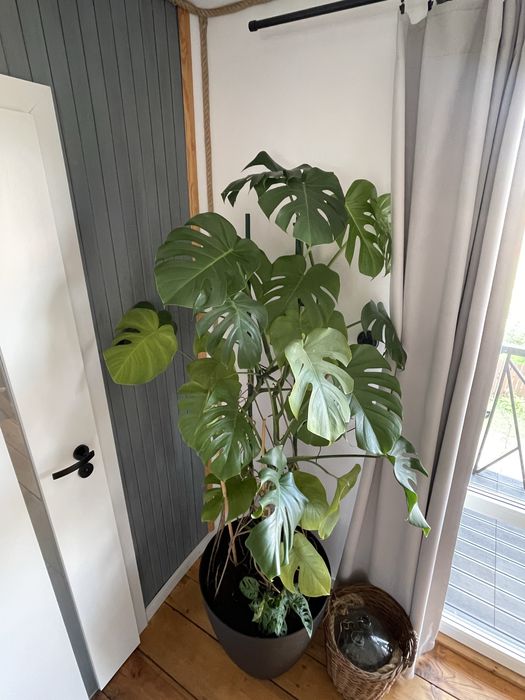 Monstera kwiat w doniczce