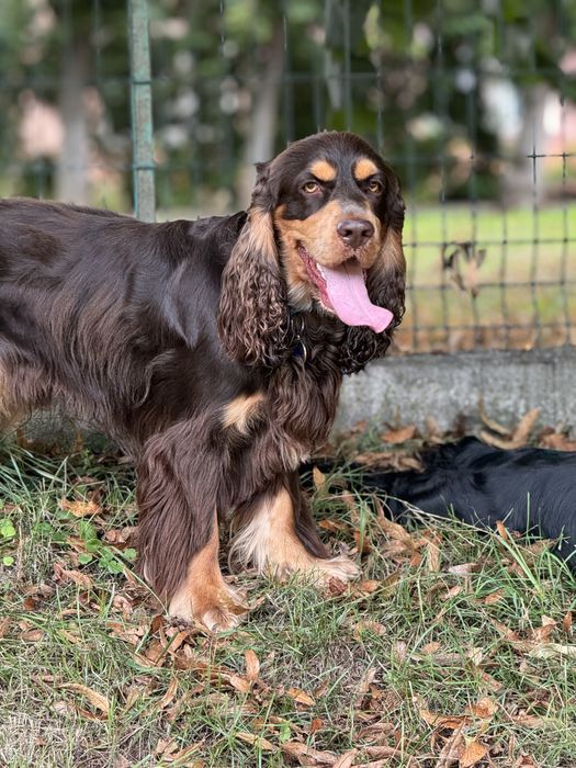 Вязка Английский Кокер спаниель , кобель розвязаный