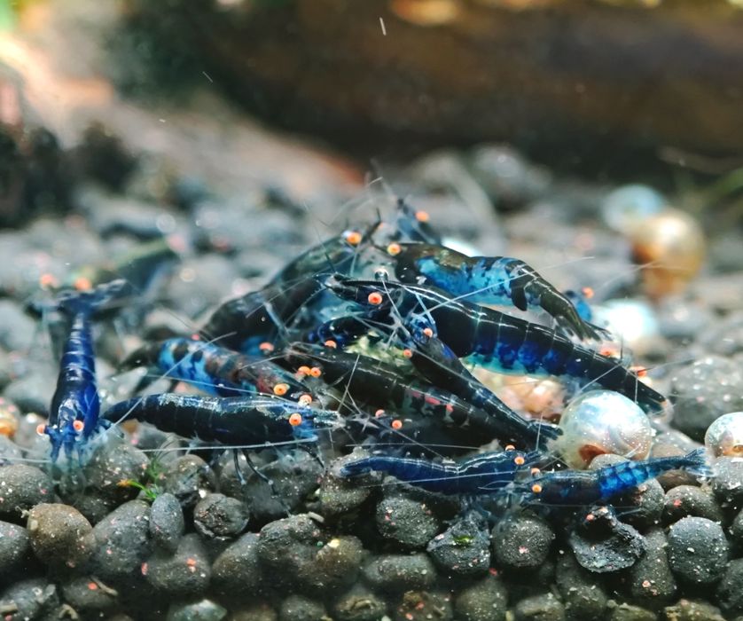 Camarão neocaridina olhos laranja
