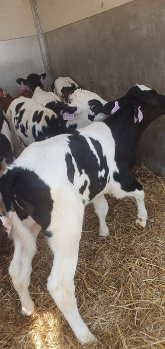 Byczki mięsne I mieszanki duży