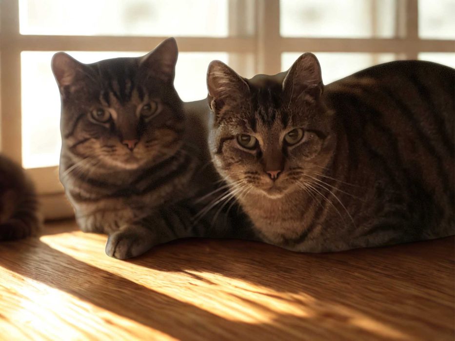 Mini i Knicki - cudowna para kotów