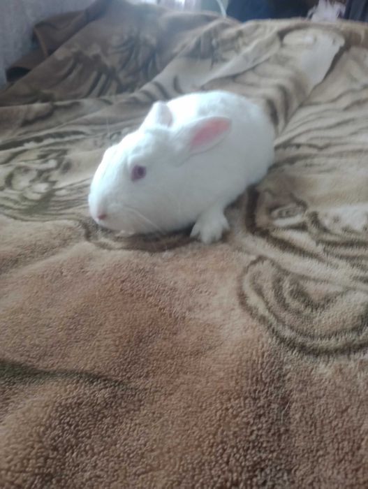 Трьохмісячні і пятимісячні самки білого панона