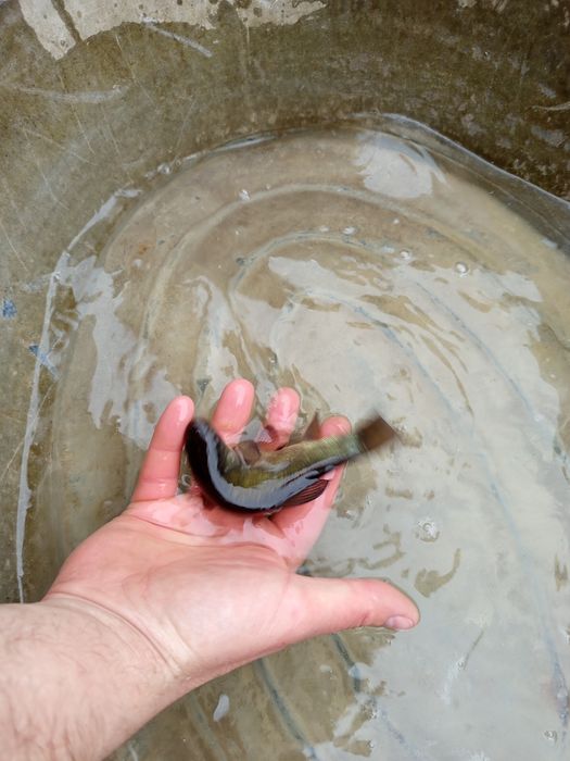 Ryby ozdobne, ryby do oczek, karaś ozdony