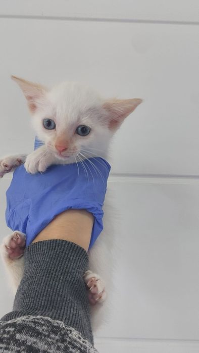 Gatinhos bebés para adoção
