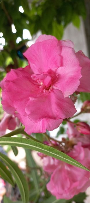 Олеандр махровий дорослий