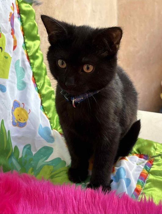 Чудовий міні пумчик, гарне кошеня, котятко, котик, кіт