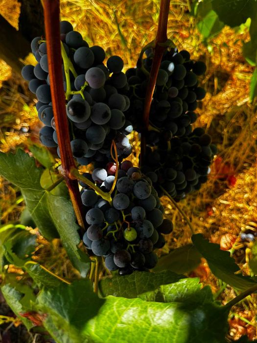 Vende-se uvas tintas para vinho