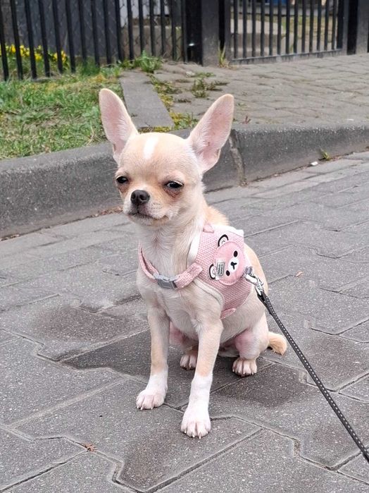 Chihuahua mini szczenieta