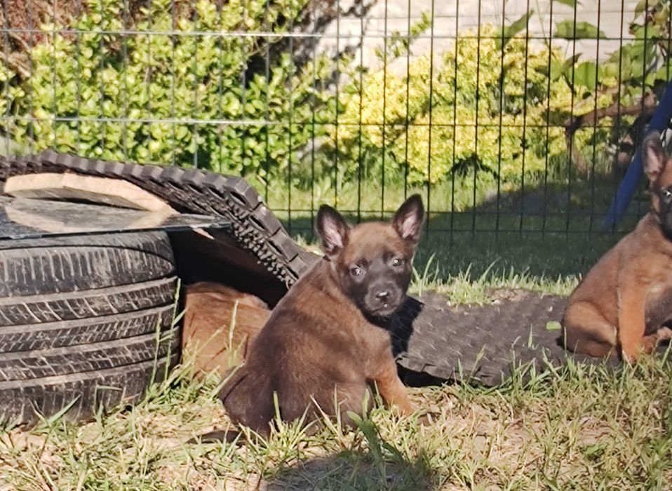 Owczarek Belgijski Malinois FCI