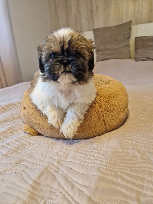 Piękne pieski shih tzu z rodowodem