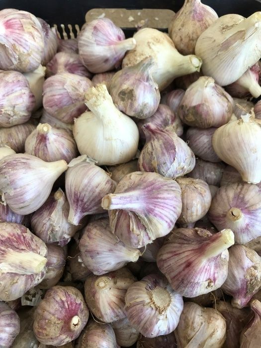 Czosnek Harnaś, Mega i Ornak obcięty luzem Wysyłka