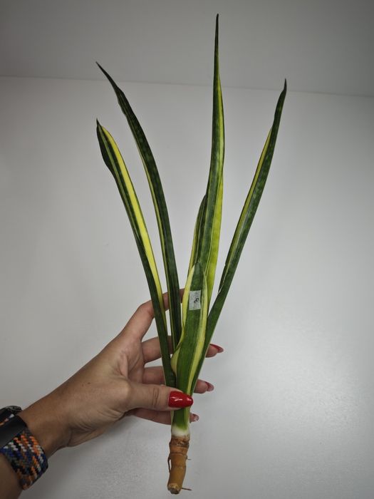 Sansevieria Javanica var