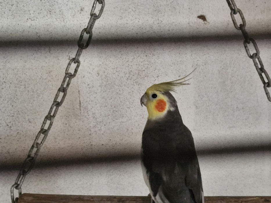 Caturras macho ( ler descrição )