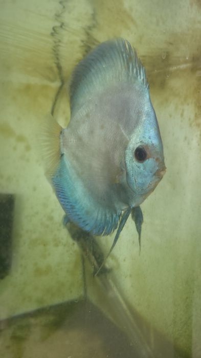 Discu Blue Diamond macho