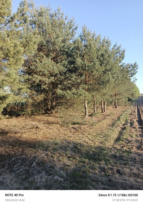 Sprzedam działki budowlano-rolne i leśne  Feliksów gmina Poddębice i Przyrownica gm. Wodzierady - Widok 5