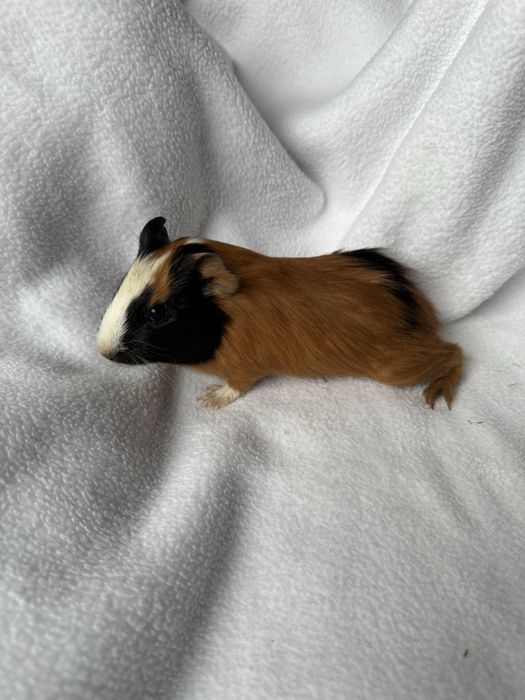 Świnki morskie samce i samiczki