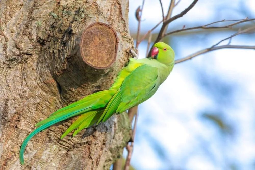 Aleksandretta obrożna