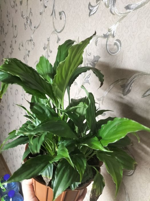 Женское  счастье