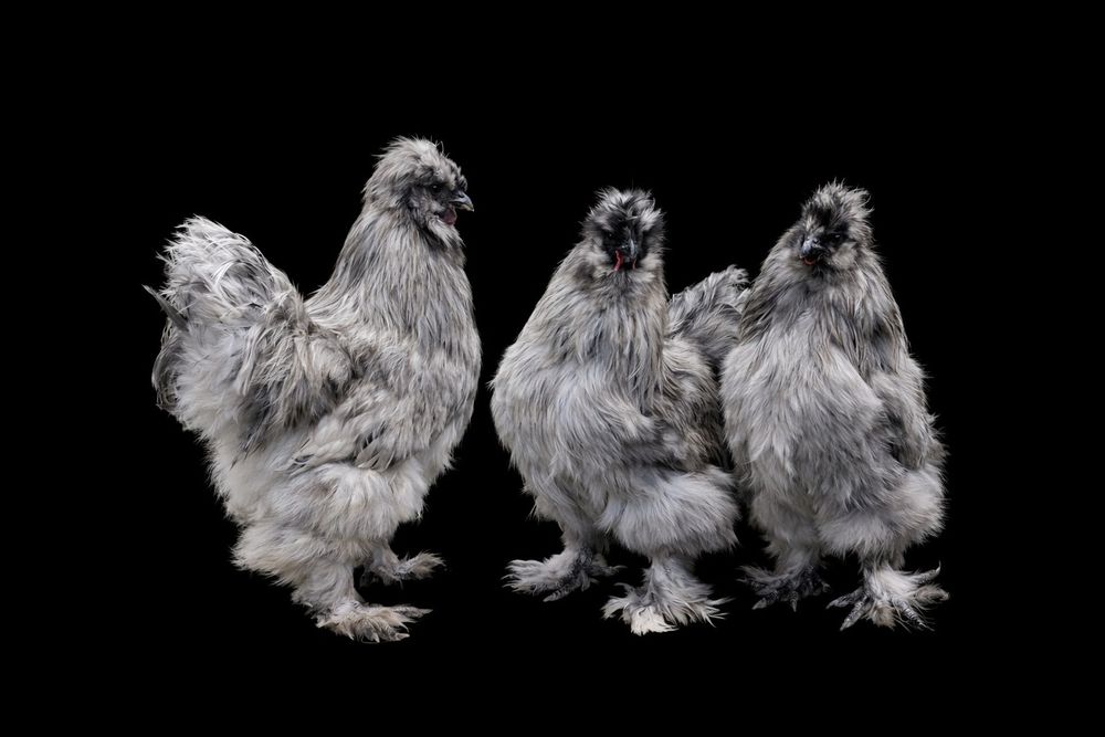 Sedosas do Japão ovos