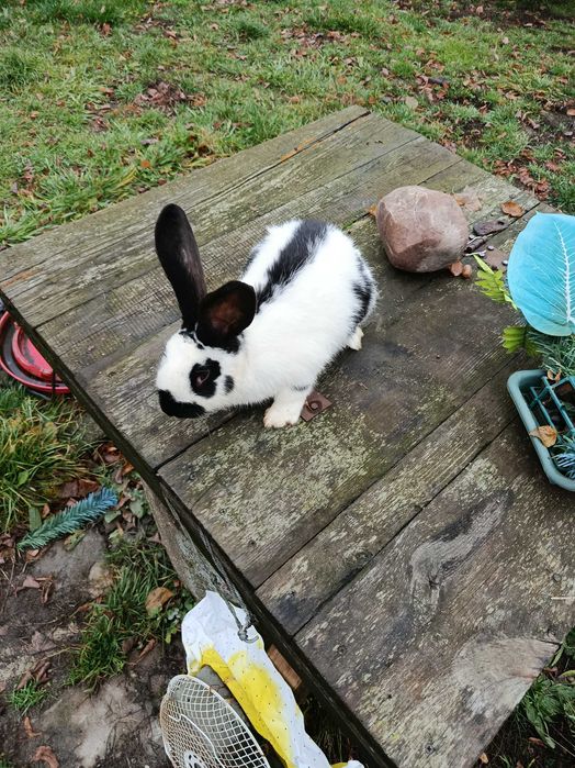 Króliki srokacze niemieckie