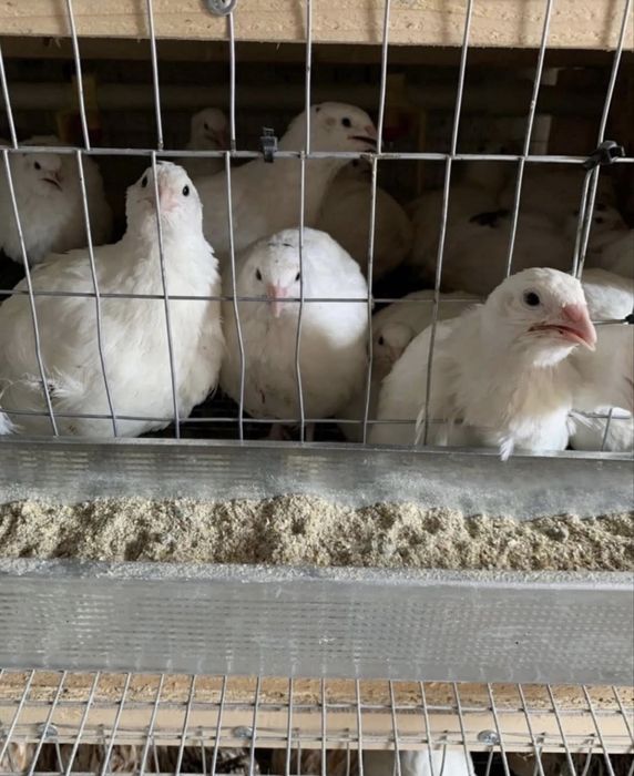 Інкубаційне перепелине яйце,інкубаційні яйця перепілки,перепела