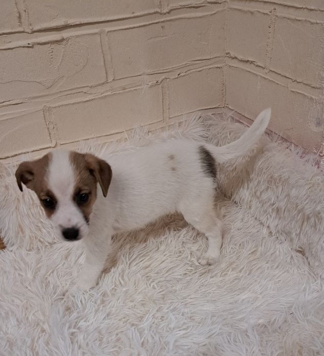 Jack Russell terrier
