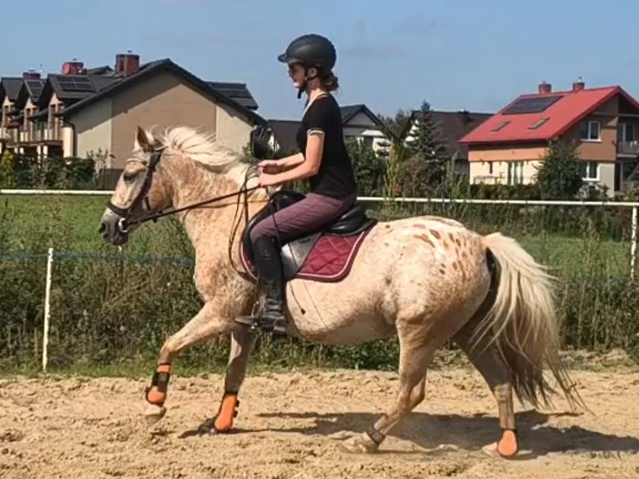 Irlandzki kucyk sportowy