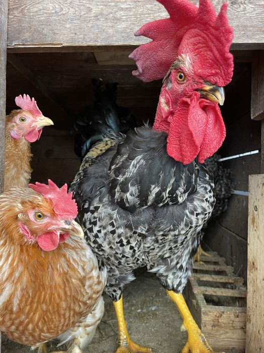 Ovos de galinha galados