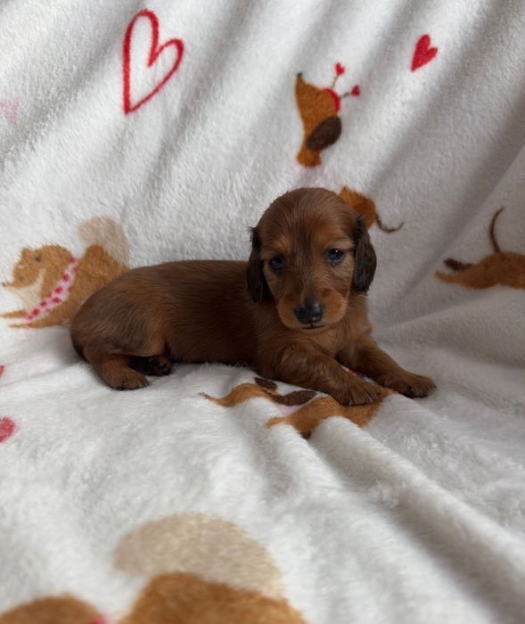 Jamnik długowłosy miniaturowy suczka