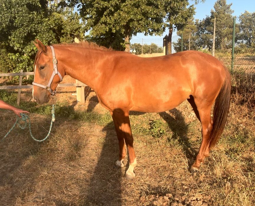 Égua cx  lusitano