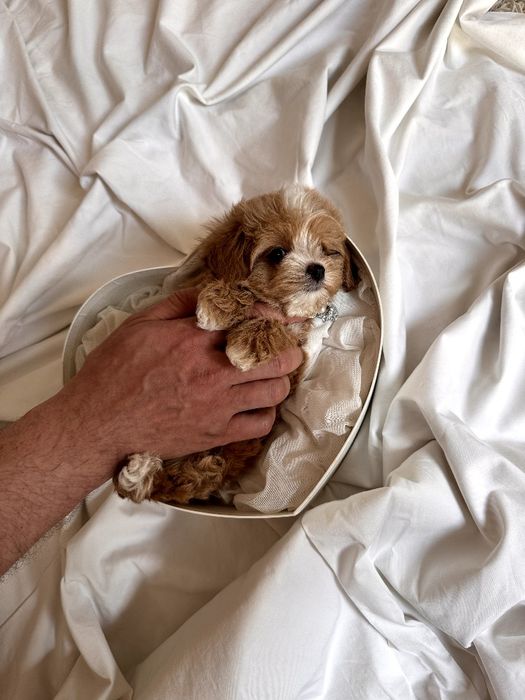 Мальтипу девочка микро ф1, мікро дівчинка мальтіпу, micro female maltipoo f1