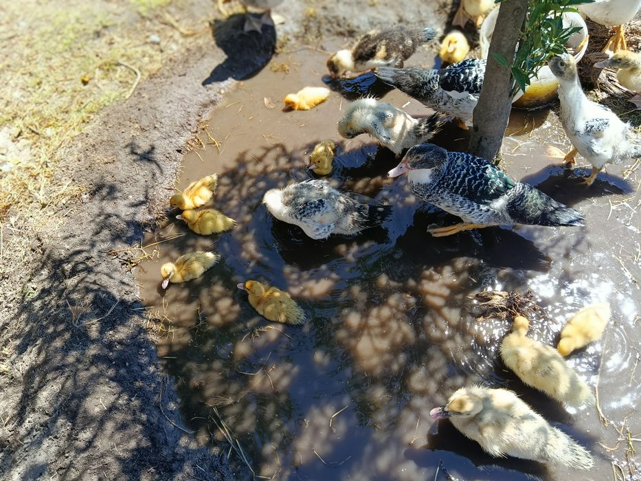 Patos Mudos pequenos e grandes para venda