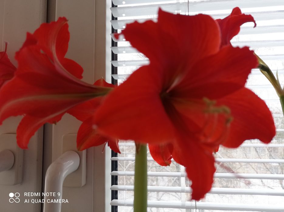 Гипеаструм цветок