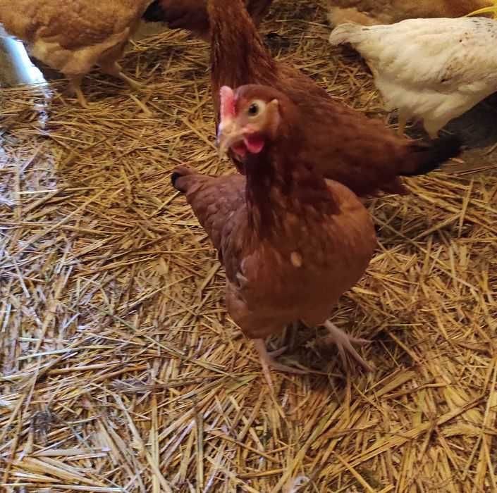 Młode kurki na jajka kury Rossa Leghorn Sendy kokoszki nioski