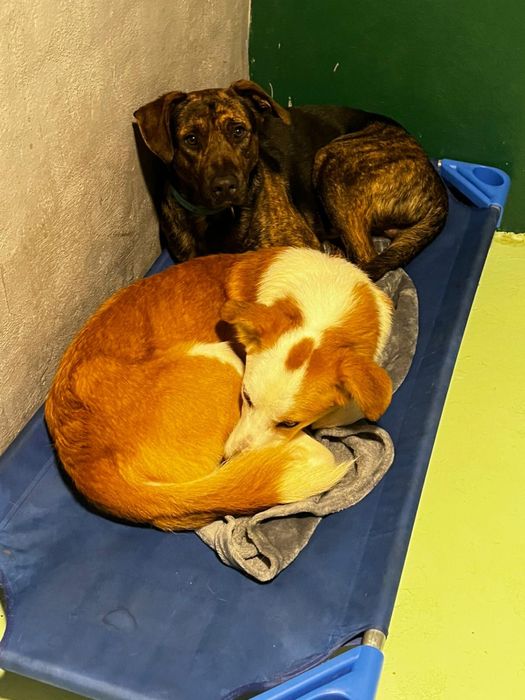 COOKIE - cachorro para adoção responsavel