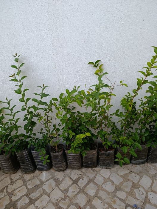 Lote 20 arbustos Ligustrum japonicum (oferta1)