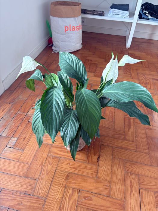 Planta com vaso em bom estado