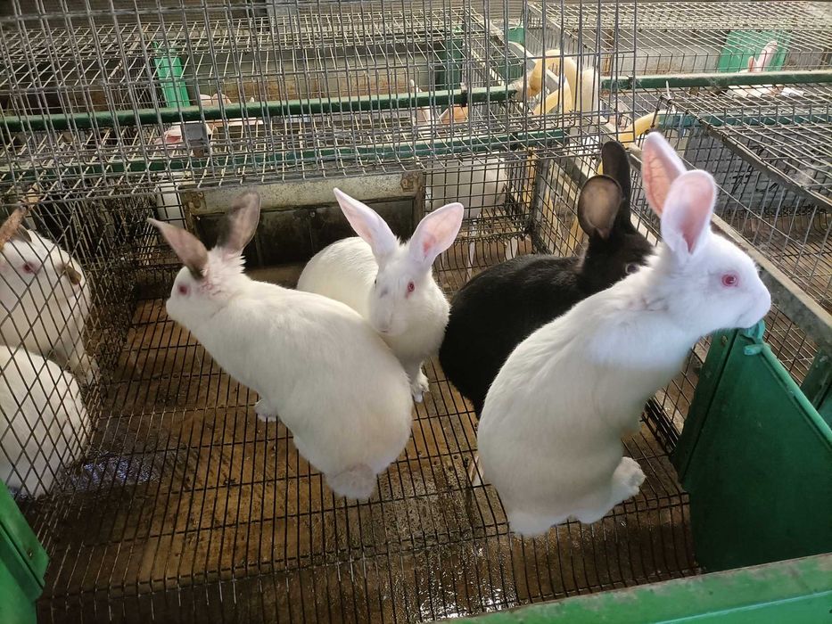 Venda de animais para criação ou abate