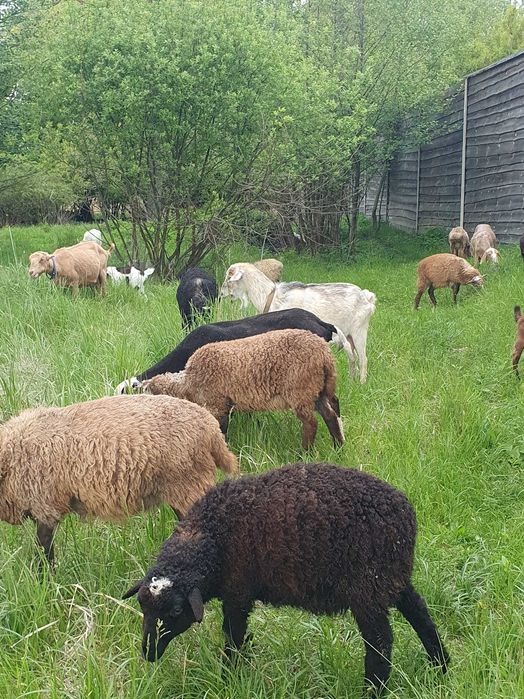 Ягнята, молоді ярки.