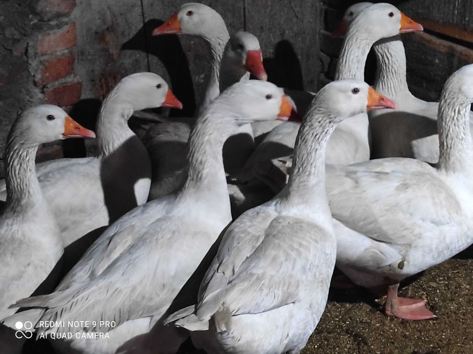 Gęsi własnego chowu.
