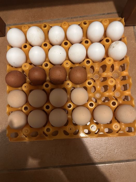 Ovos galados para  venda